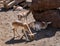 Cute Fallow Deer, Dama dama in animal shelter