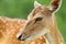 Cute fallow deer doe portrait