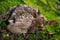 Cute fallow deer fawn. Close-up baby animal. Adorable newborn fawn.