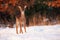 Cute fallow deer fawn facing camera with interest in nature