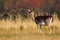 Cute fallow deer hind looking aside on a meadow in autumn nature with copy space