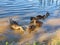 Cute family ducks in lake