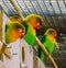 Cute family of lovebirds together in the aviary, small tropical parrots from africa