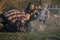 Cute family sitting on a picnic in a forest