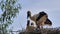 Cute family of storks in the nest