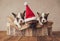 Cute family of three precious bulldogs puppies celebrating christmas