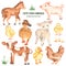 Cute farm animals horse, pig, lamb, calf, duck, duckling, watercolor chick