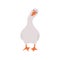 Cute farm goose. Domestic duck on white background. Agriculture bird. Village wildlife. Perfect for logo, greeting card