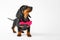 Cute fashionable dachshund puppy with pink bow tie around neck looks up with interest, front view, white background