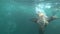 Cute fast seal swimming underwater in blue sea