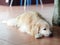 Cute fat dog laying on cold ceramic tiles floor making sad face with lonesome mood