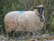 Cute fat and fluffy lone sheep marked and wearing a bell while looking at a camera, walking and eating in the farmland countryside