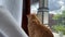 A cute fat ginger cat sitting on a window behind white curtain looking at balcony and roof in green summer leaves. Home