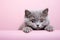 cute fat young gray british cat peeking out against a pale pink background