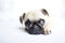 Cute fawn colored pug puppy dog laying on white floor