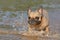 Cute fawn French Bulldog with big eyes running through water