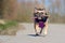 Cute fawn French Bulldog dog in purple winter coat with black fur collar running and playing fetch with a stick toy