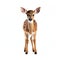 Cute fawn isolated on white background, created with generative AI