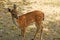 Cute fawn in a park in France