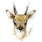 Cute fawn watercolor illustration Jprg, PNG. wild baby animals series