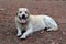 Cute fawn white labrador Retriever lies in the forest.