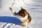 Cute felis catus playing with string. Domestic cat do not prove resist small white string. Playful kitten standing in snow and