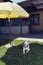 Cute female beagle laying under the parasol in a garden