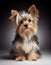 Cute Female Biewer Terrier Dog Sitting on Black Background AI Generative