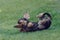 Cute female of brown dachshund