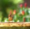 Cute female cardinal at a birdbath