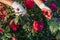 A cute female gardener is pruning plants in her garden. close-up of hands with pruning shears pruning roses. Preventive