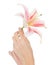 Cute female hands with fresh lily over white