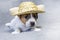 cute female Jack Russell Terrier puppy with a hat