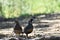 Cute Female & Male Quail Birds Side By Side High Quality