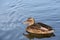 Cute Female Mallard Duck Enjoying The Day