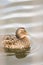 Cute female mallard floating on the water surface