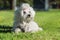 A cute female maltese dog