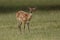 A cute female Manchurian Sika Deer or Dybowski`s Sika Deer Cervus nippon mantchuricus or Cervus nippon dybowskii grazing in a me