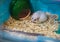 Cute female Winter White Dwarf Hamster scratching and grooming its fur, motion. Winter White Hamster is also known as Winter White