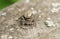 A cute Fence-Post Jumping Spider Marpissa muscosa on a wooden fence hunting for insects.