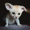 Cute Fennec fox cub on black backgorund