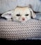 Cute Fennec fox cub on black backgorund