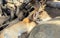 A cute Fennec Fox on the ground at japan, Animal Kingdom Zoo kobe