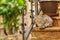 Cute feral alley cat in Budva medieval Old Town with Mediterranean stone house in the background in Montenegro, Balkans