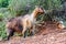 A cute feral goat near Faralya Village in the foothills of Babadag in Fethiye.