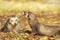 Cute ferret couple posing in sunny autumn park