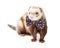 Cute Ferret Wearing Funny Bow Tie