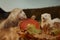 Cute ferrets with pumpkin posing in autumn leaves