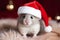 Cute festive Christmas mouse wearing a Santa hat