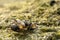 Cute Fiddler Crab Ocean Intertidal